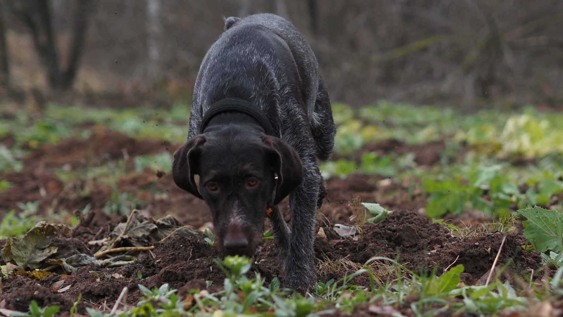 7 Best Dog Breeds For Raccoon Tracking That Never Miss the Trail