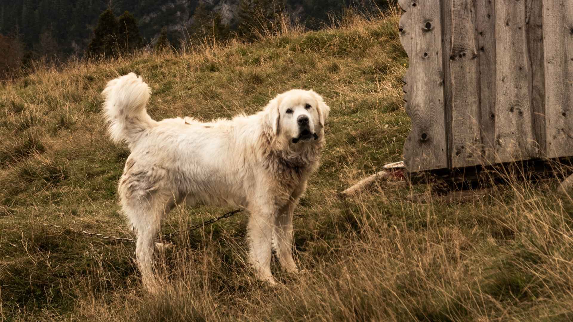 7 Best Dog Breeds For Rural Areas: Loyal, Hardy, and Independent
