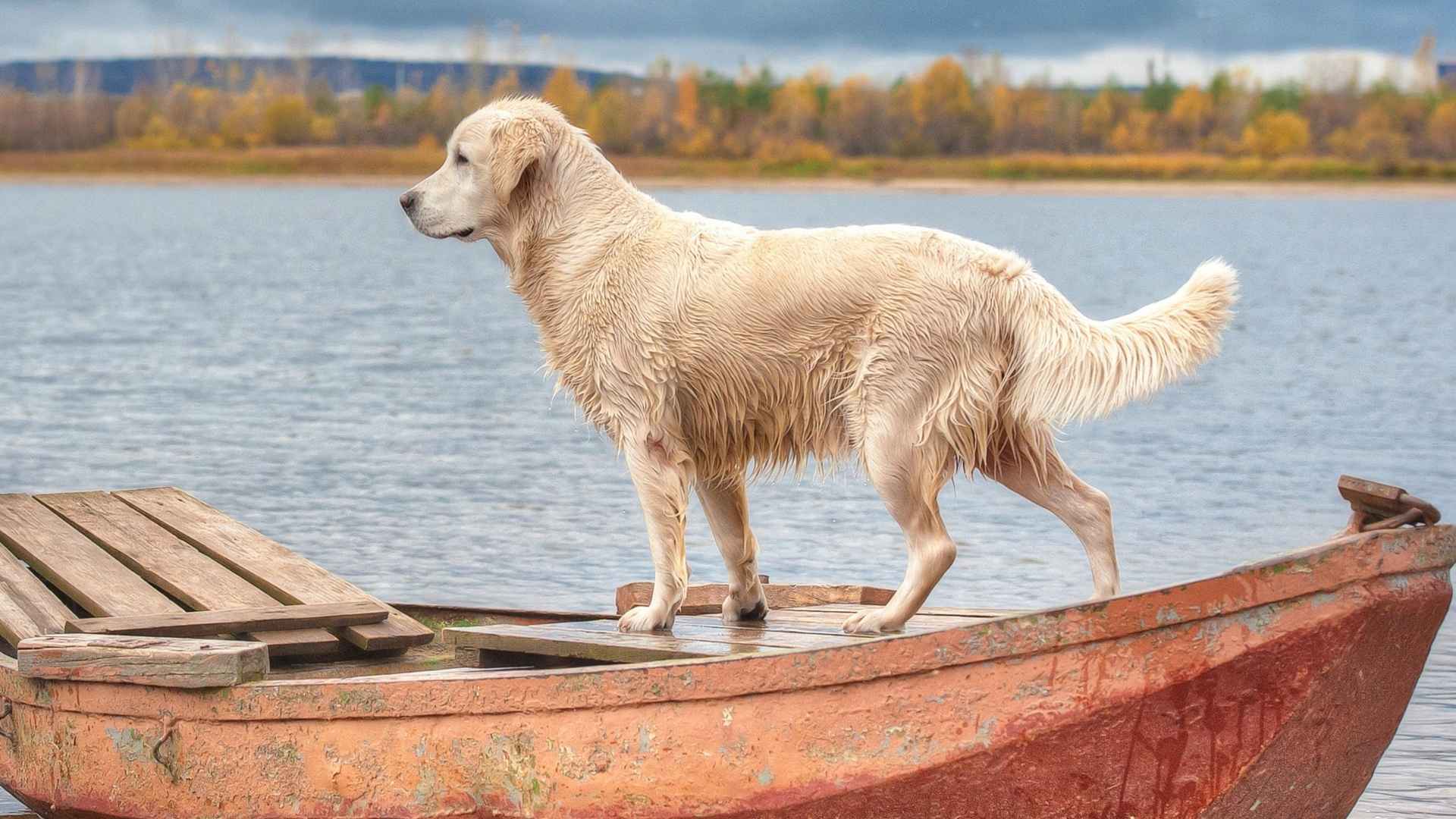 7 Best Dog Breeds Ideal for Boat Living That Love Water Life