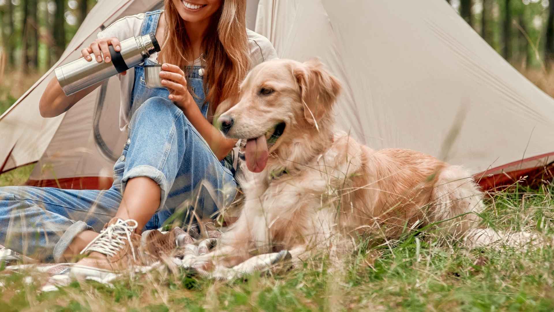 7 Best Dog Breeds Perfect For Camping Outdoors That Are Born to Explore
