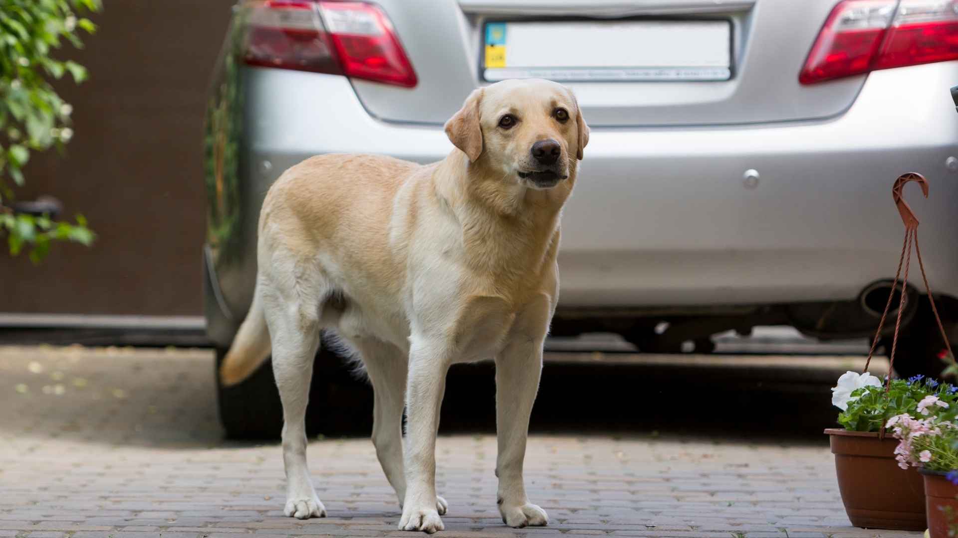 7 Best Dog Breeds That Recognize Different Family Cars