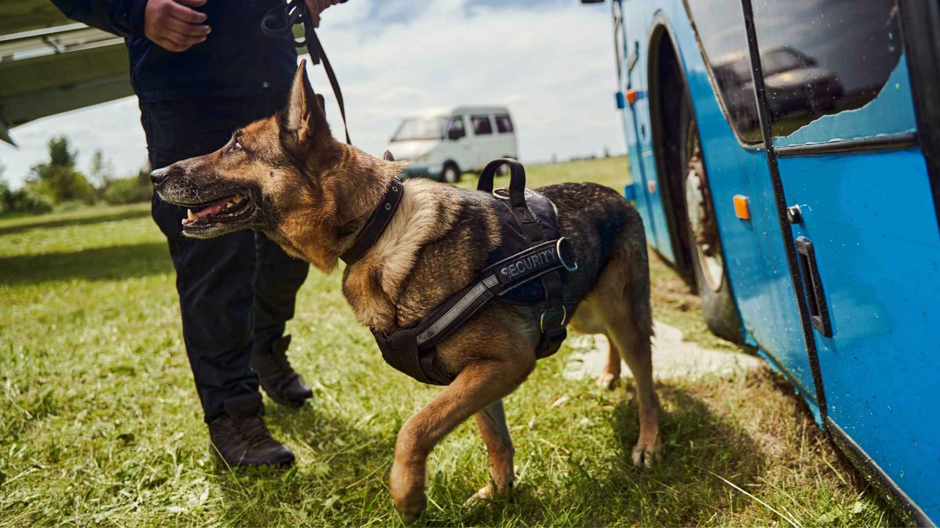 7 Best Dog Breeds for Bomb Detection: Brave and Loyal Canines