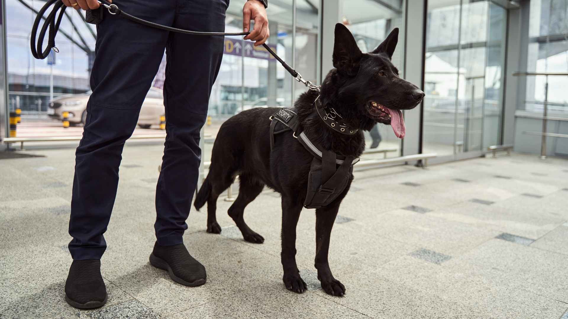 7 Best Dog Breeds for Public Safety That Help Keep Communities Safe