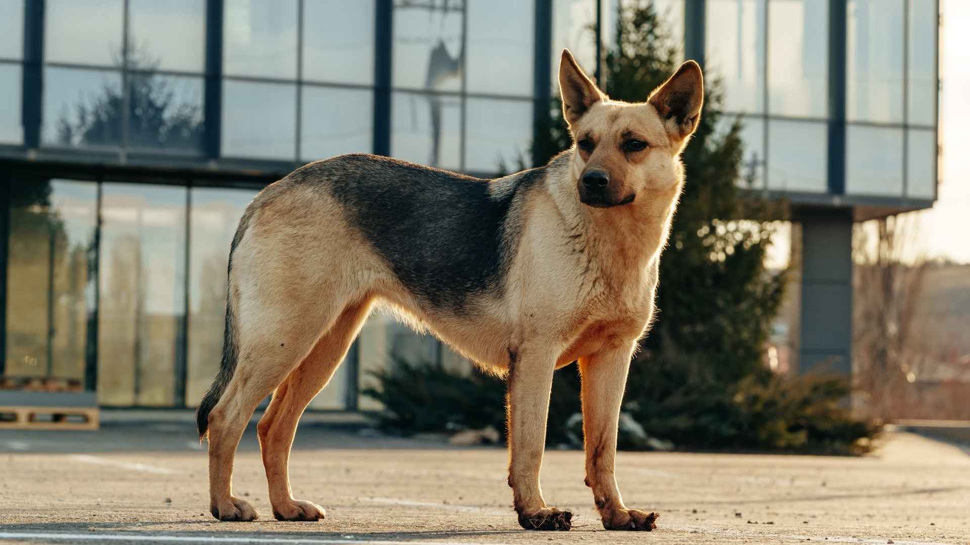 7 Best Dog Breeds for Research Labs and Scientific Studies