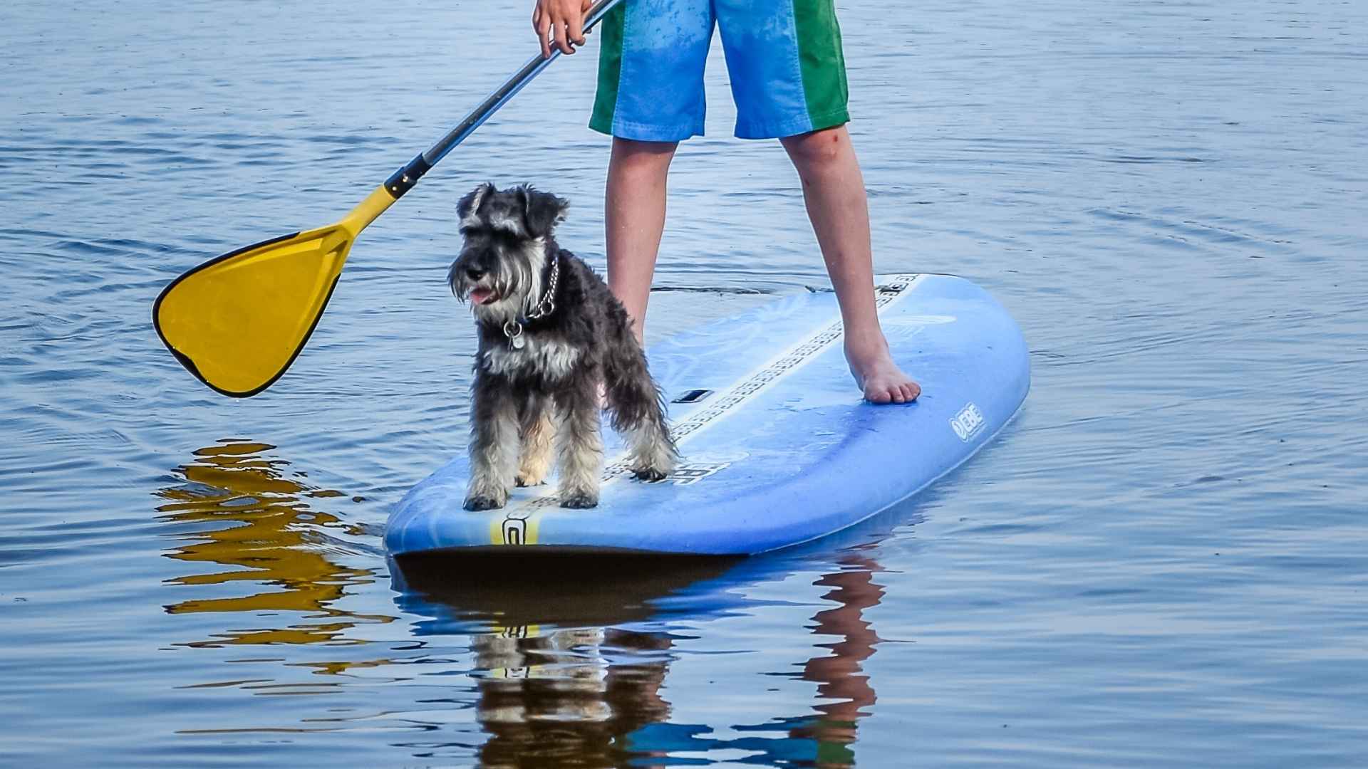 7 Best Dog Breeds for Surf Enthusiasts and Sea Lovers