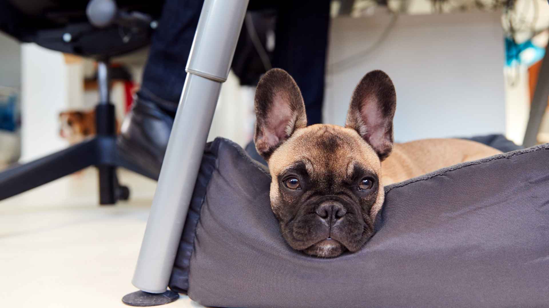 7 Best Dog Breeds that Pair Well With Busy Professionals