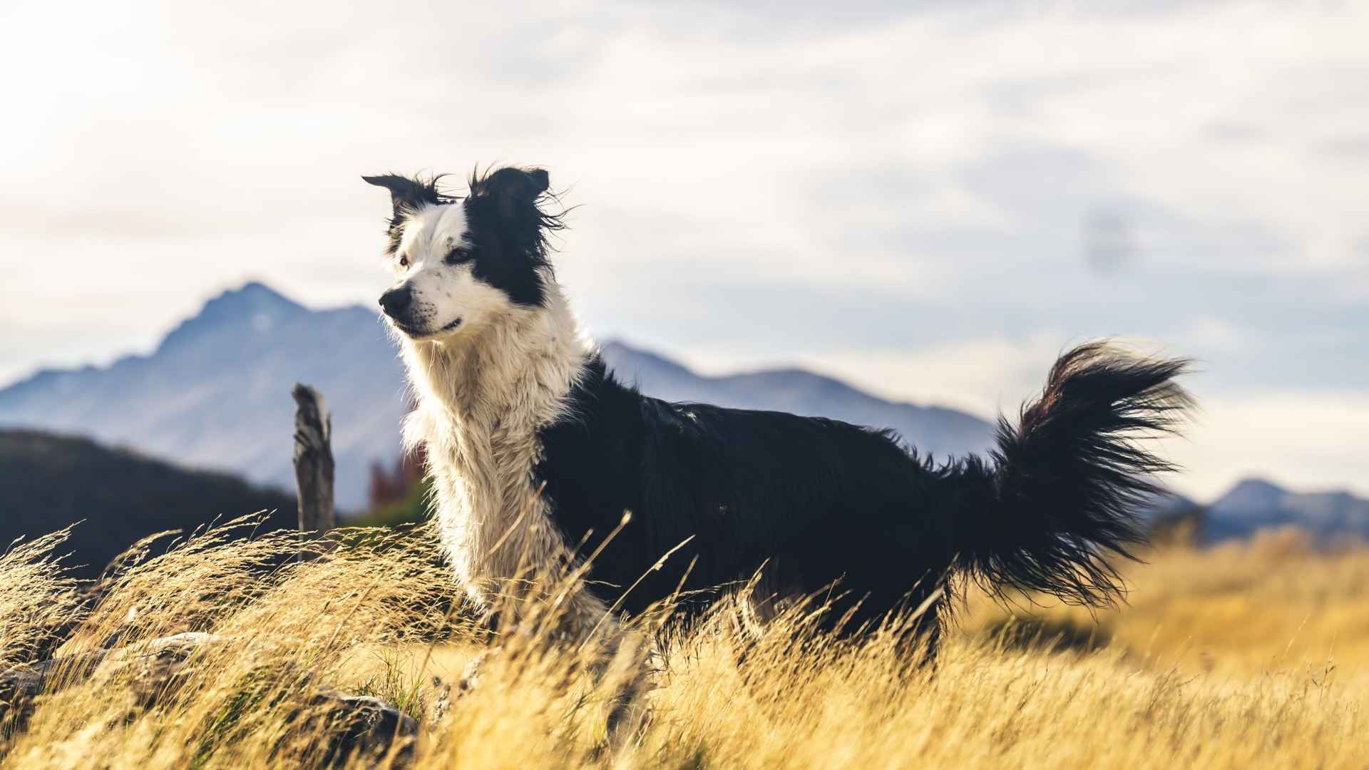 7 Best Family Dog Breeds for Rural Areas That Thrive Off the Grid