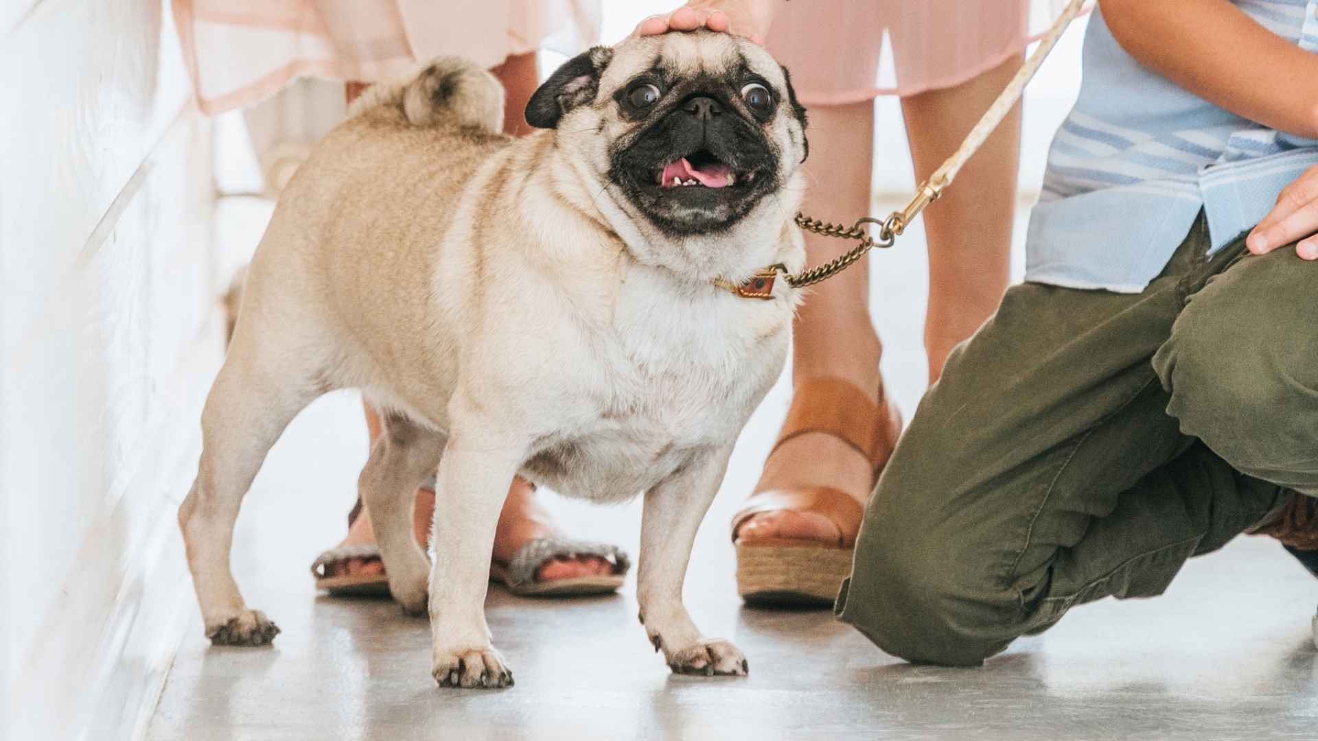 7 Best Family-Miniature Dog Breeds That Bring Joy to Every Home