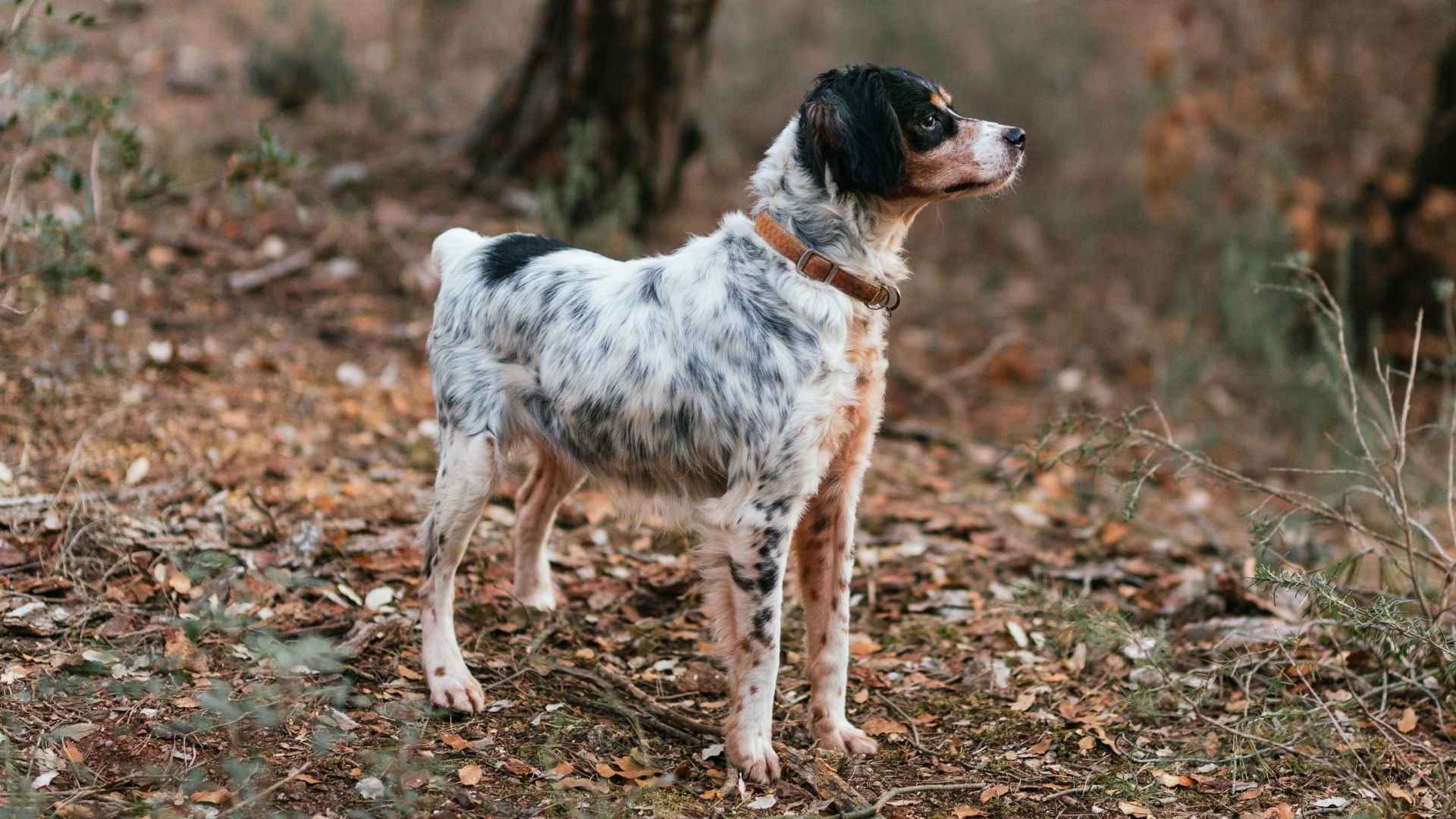 7 Best Hunting Dog Breeds With Long Lifespan That Make Loyal Companions