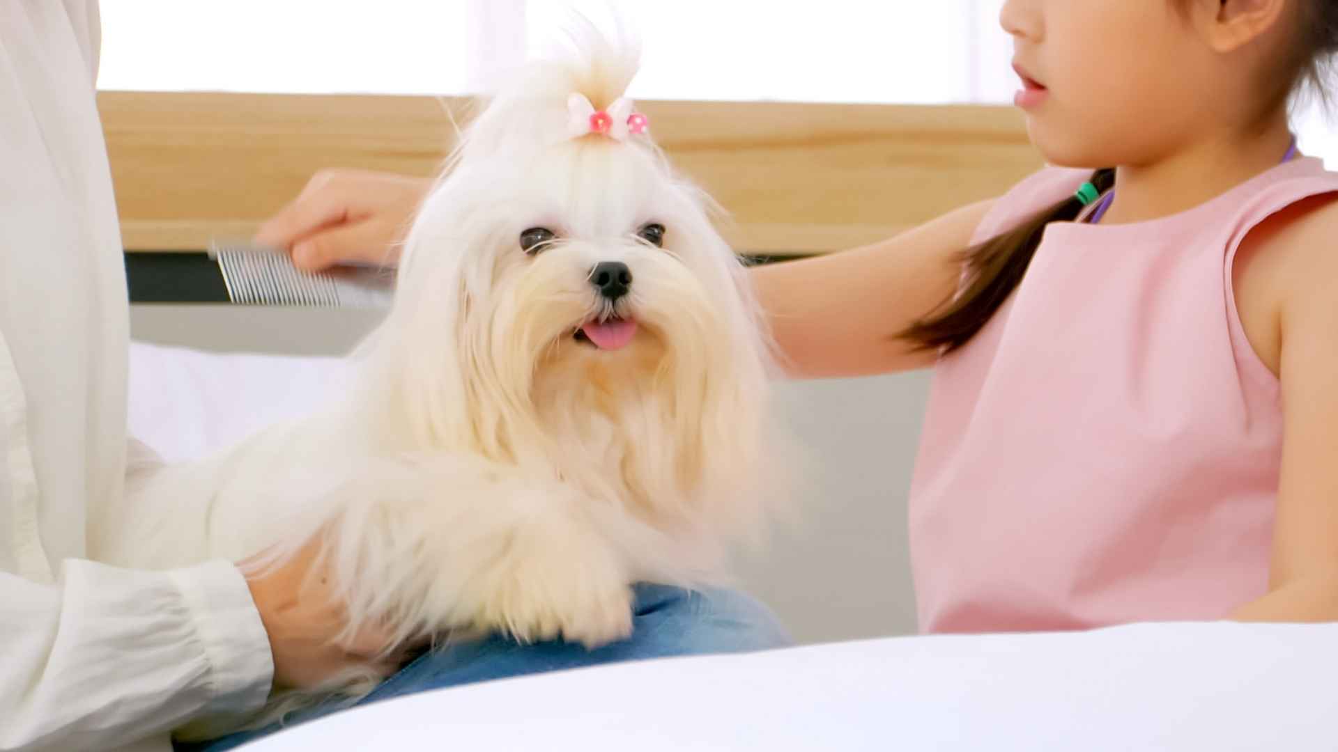 7 Best Hypoallergenic Dog Breeds For Kids That Make Wonderful Family Pets