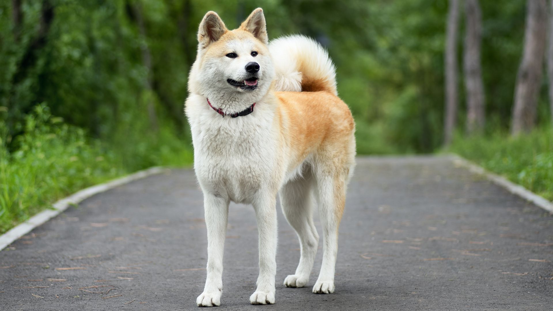 7 Best Japanese Dog Breeds That Are Loyal, Legendary & Lovable