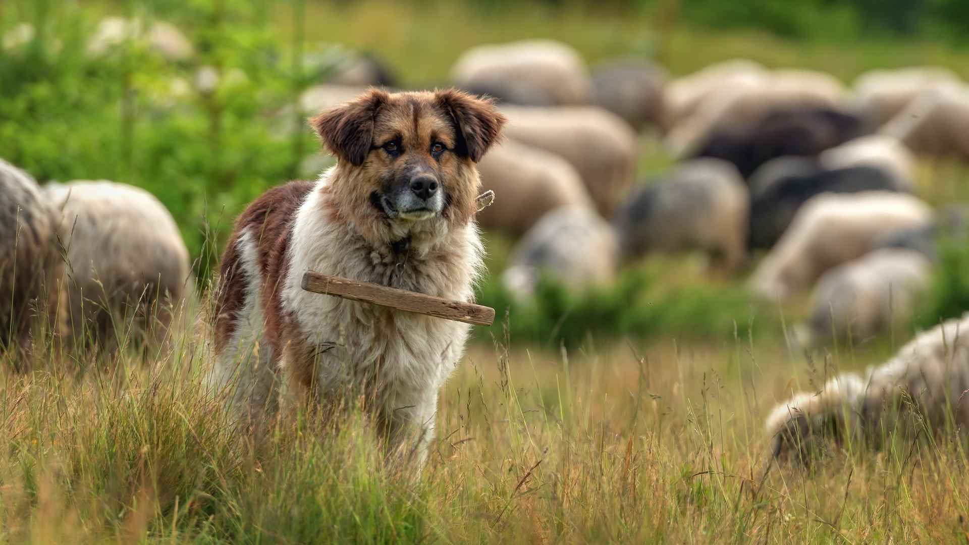 7 Best Livestock Guardian Dog Breeds for Effective Farm Protection