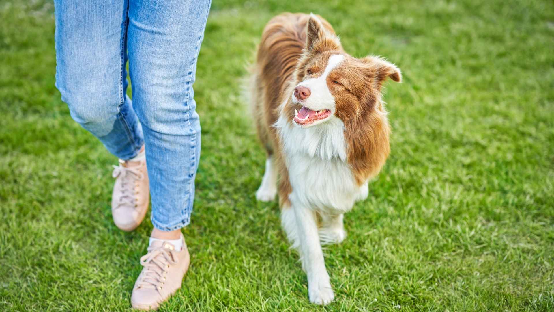7 Best Off-Leash Dog Breeds that Follow Your Command Religiously