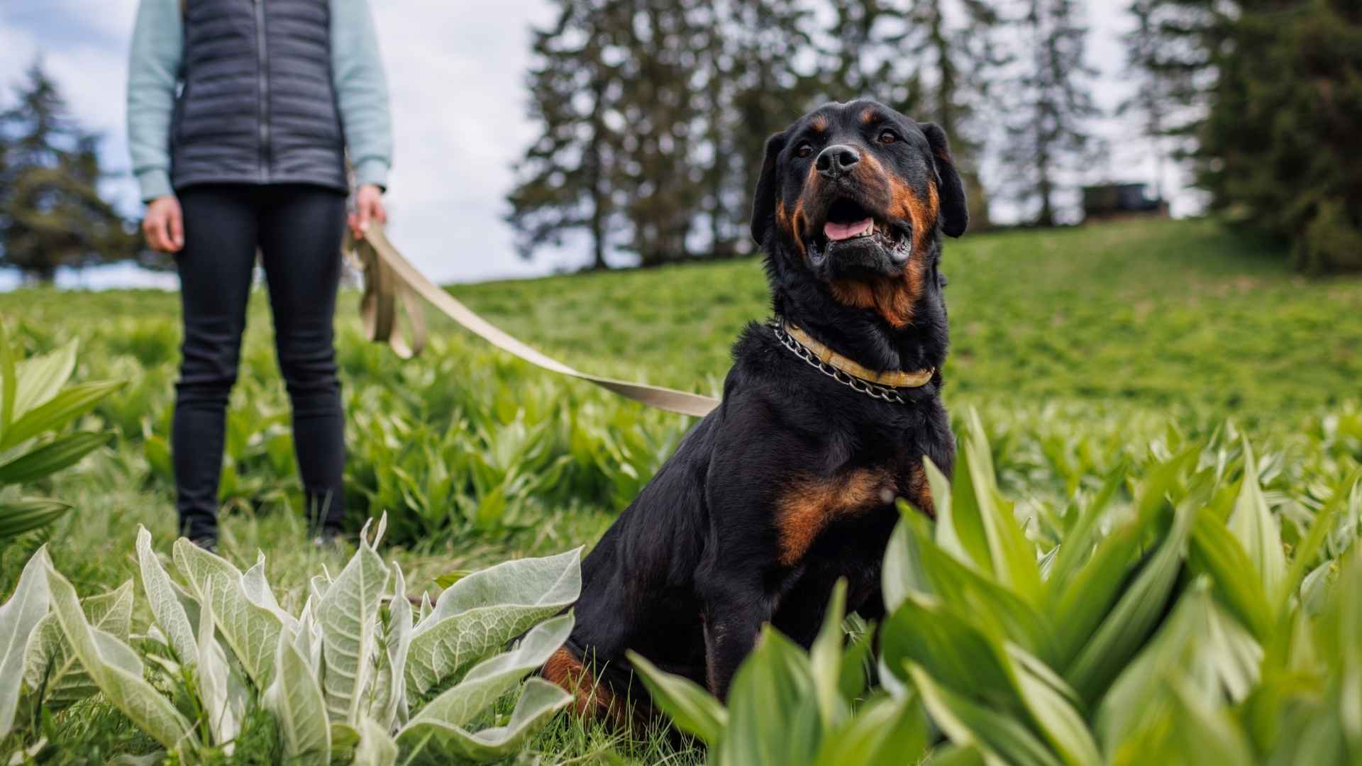 7 Best Personal Protection Dog Breeds That Keep You Safe and Loved