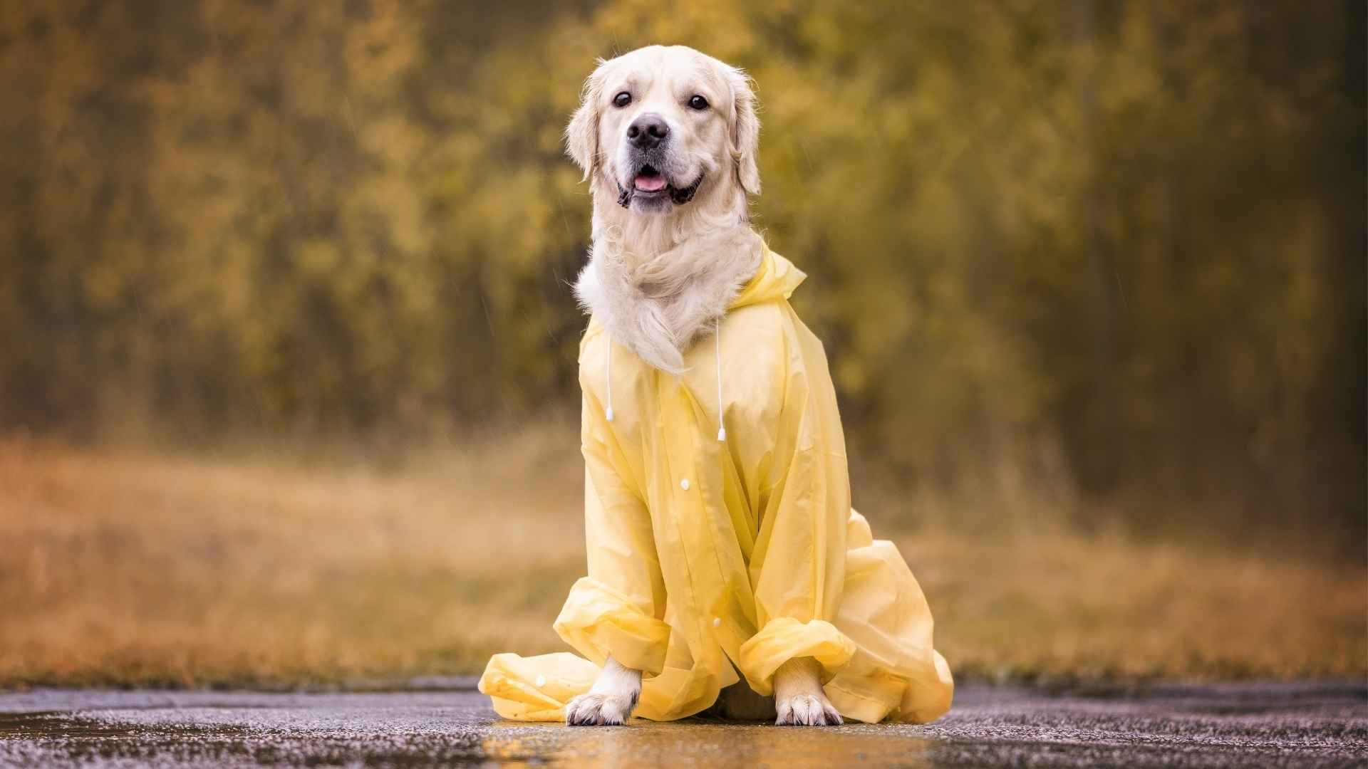 7 Best Rainy Season Dog Breeds That Don’t Mind Getting Their Paws Wet