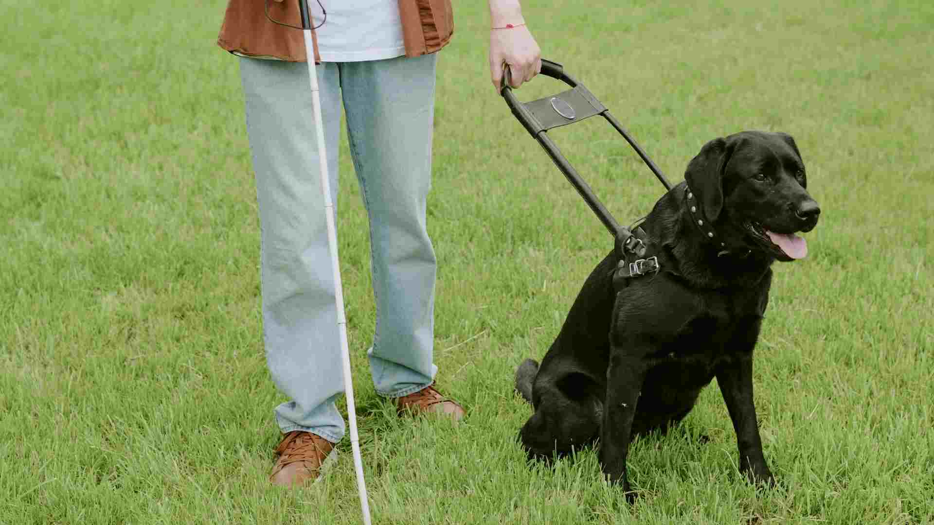 7 Best Service Dog Breeds That Change Lives With Their Dedication