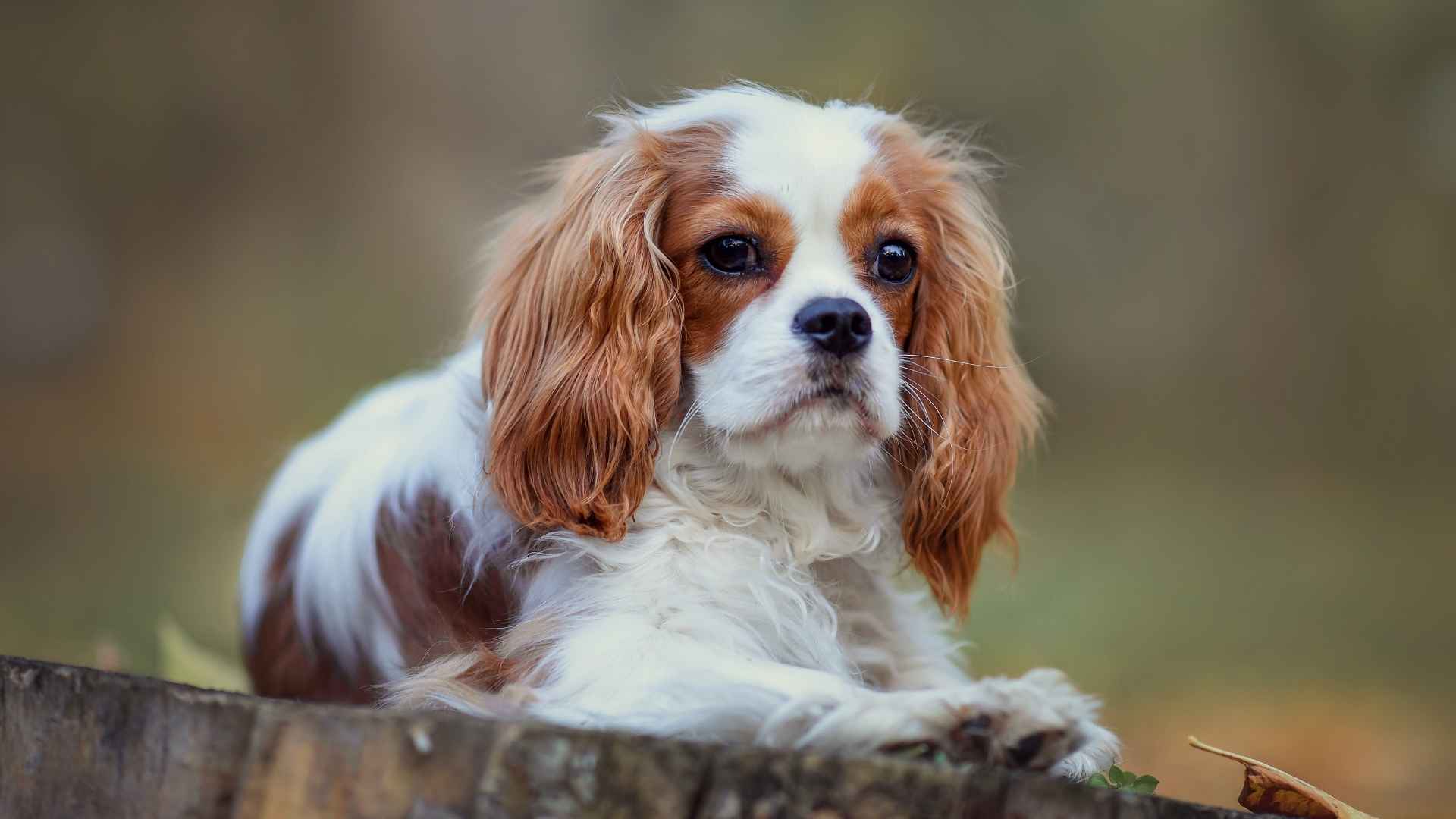 7 Best Small Dog Breeds That Rarely Bark and Stay Calm