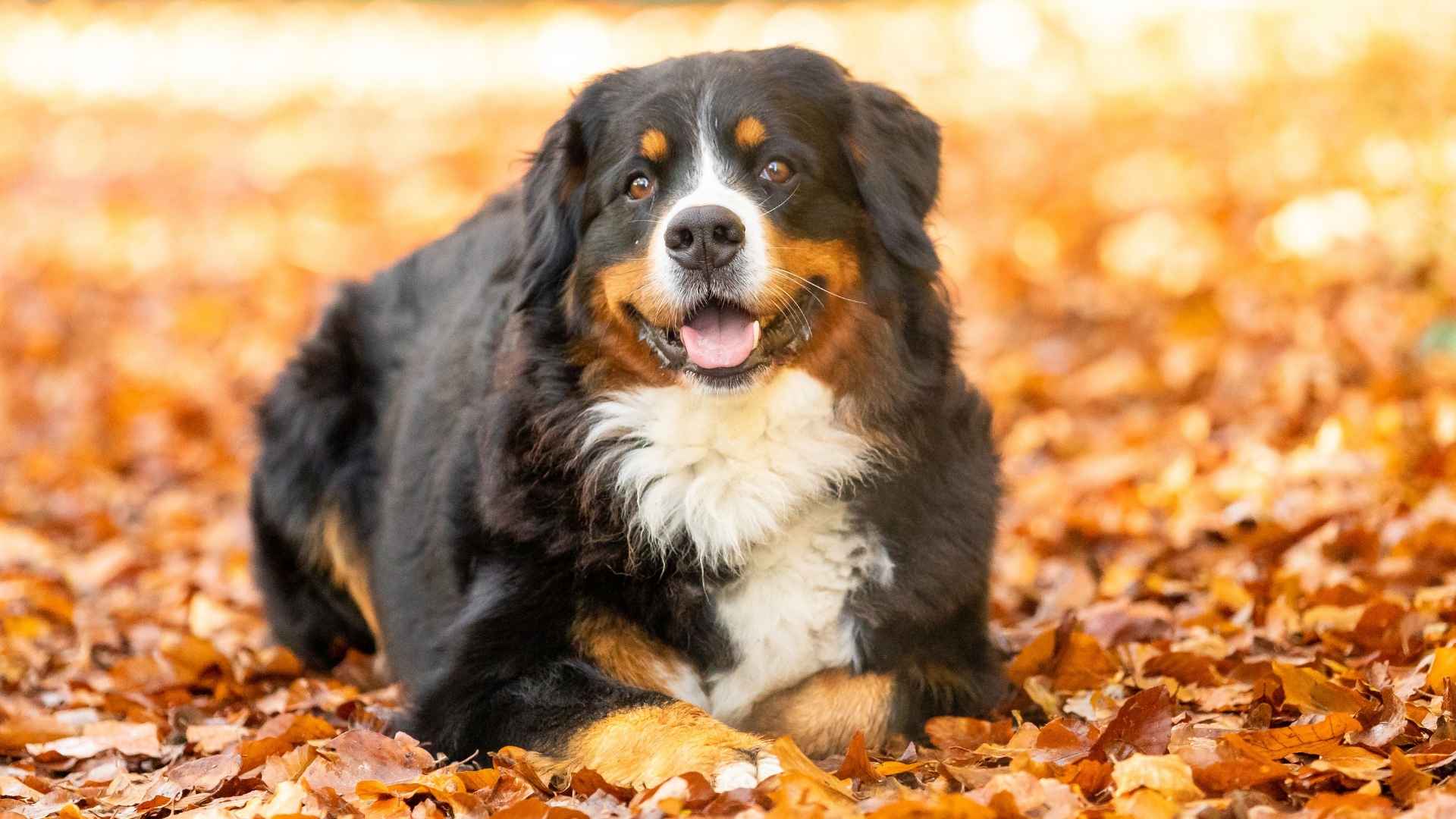 7 Big Dog Breeds That Are Surprisingly Quiet and Perfect for Peaceful Homes