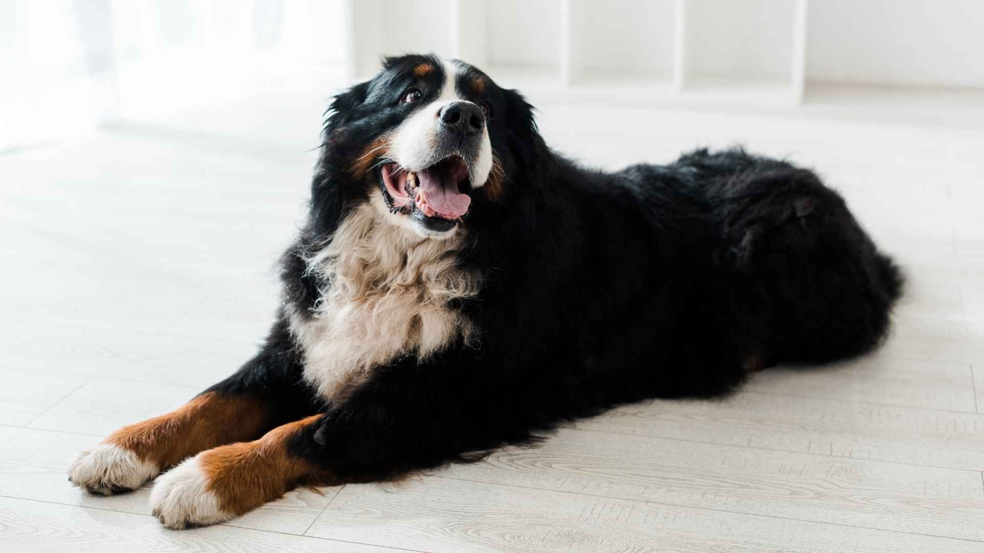 7 Big Dog Breeds That Love to Be Indoors for City Living