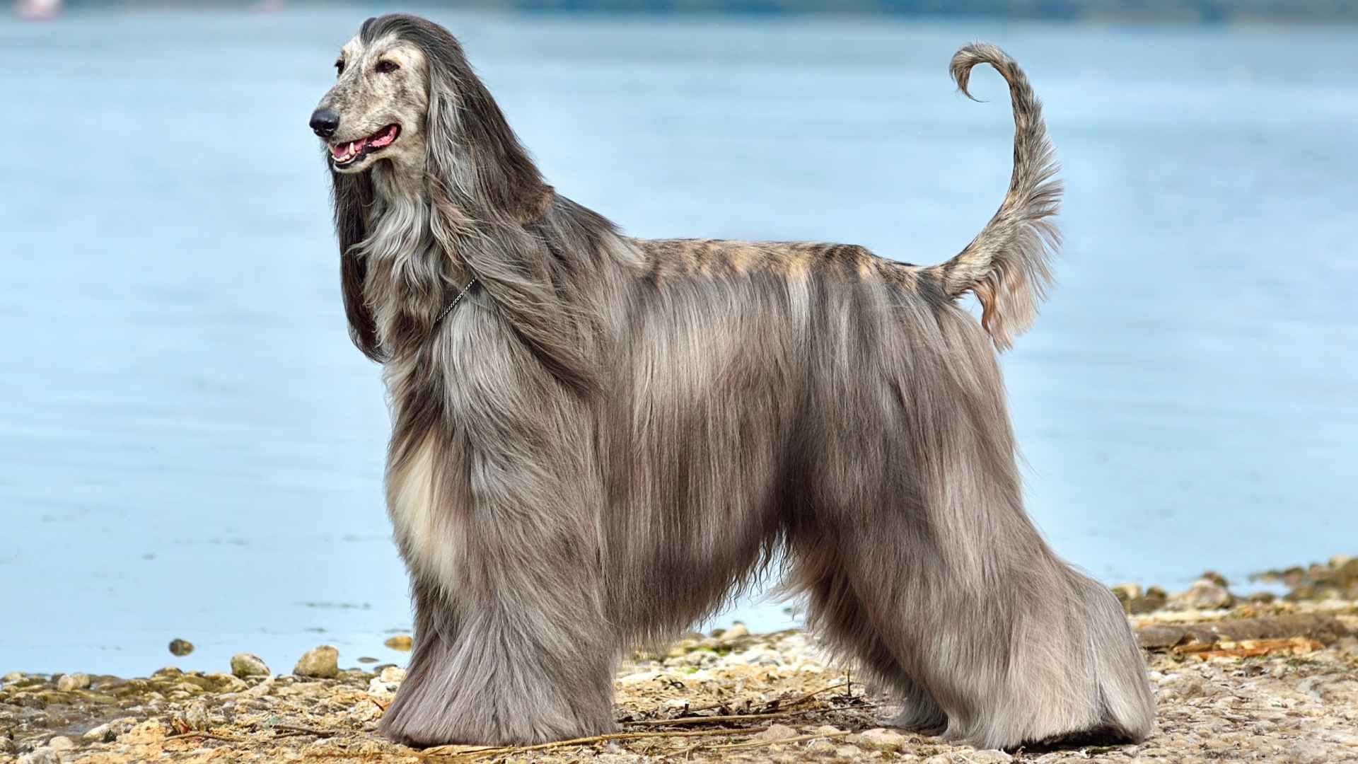 7 Big Friendly Dog Breeds That Don't Shed and Keep Your Home Hair-Free
