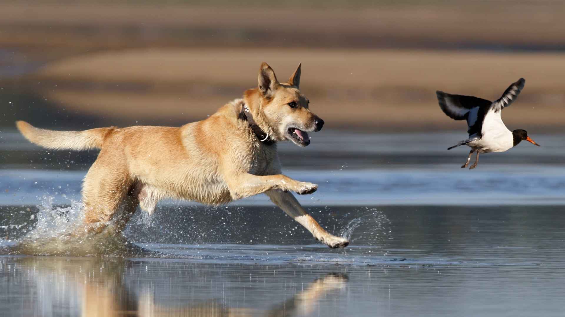 7 Bird Hunting Dog Breeds with the Best Nose, Stamina, and Focus
