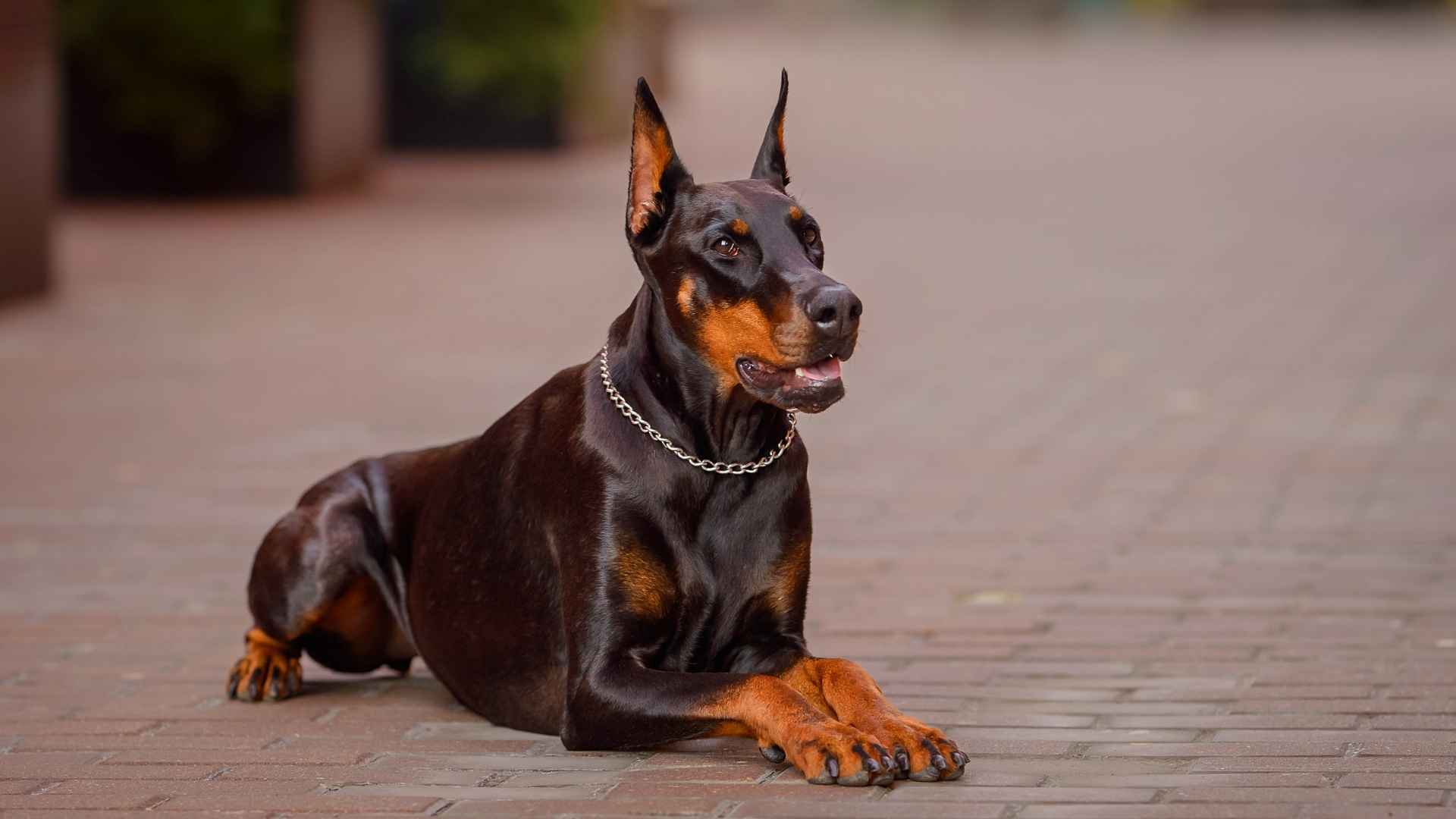 7 Black And Tan Medium Dog Breeds with Timeless Style