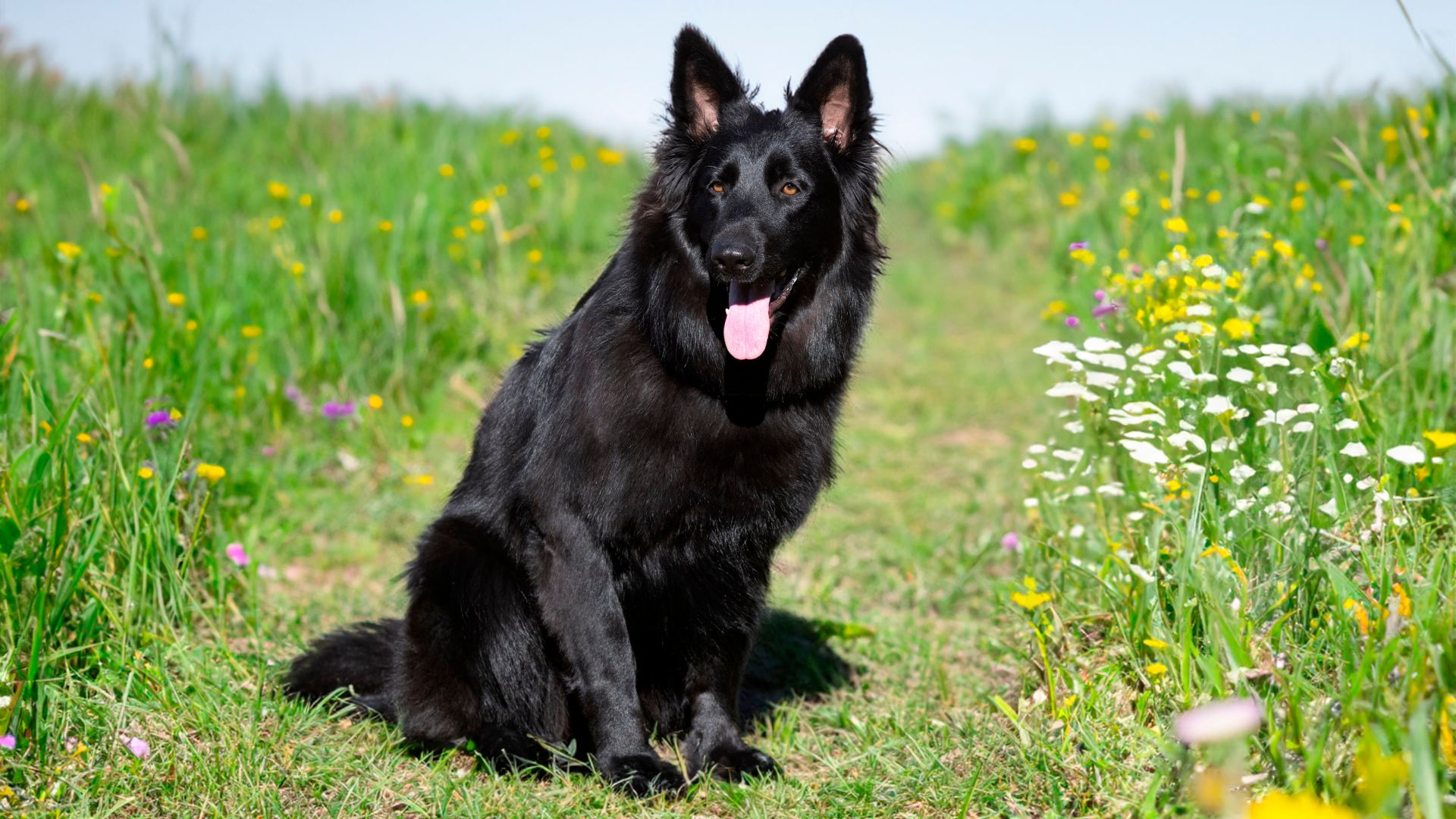 7 Black Dog Breeds With Double Coats That Shine in Any Season