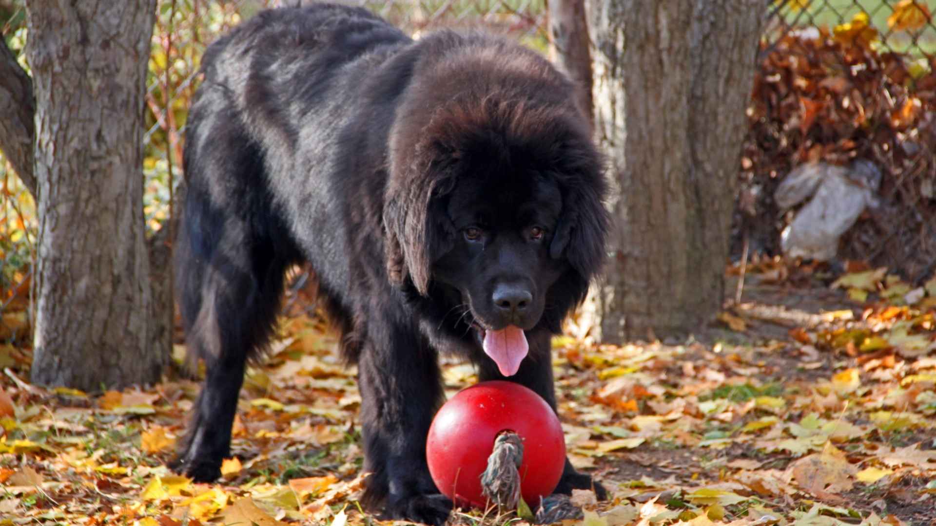 7 Black Giant Dog Breeds Known for Strength and Grace