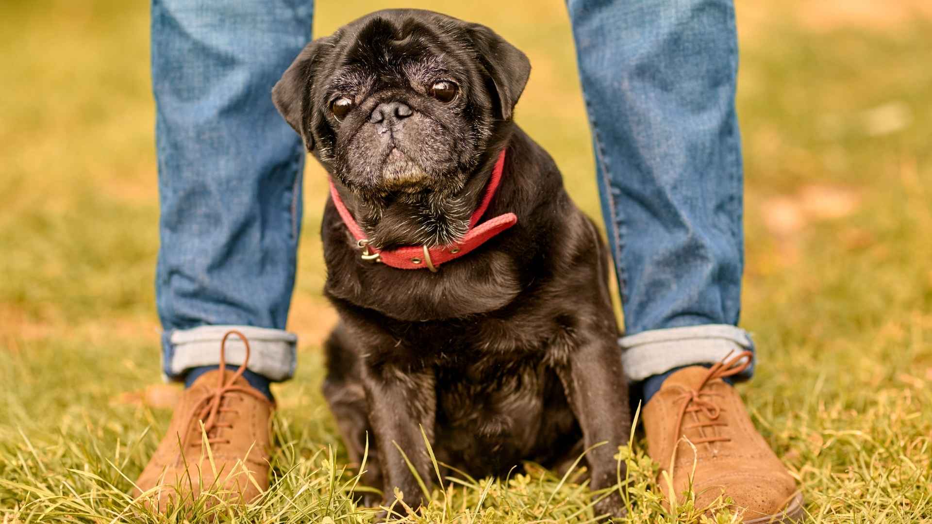 7 Black Toy Dog Breeds That Make the Sweetest Companions