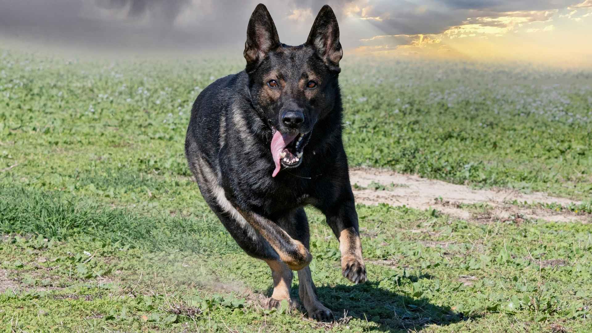 7 Bold Guard Dog Breeds That Stand Between You & Danger
