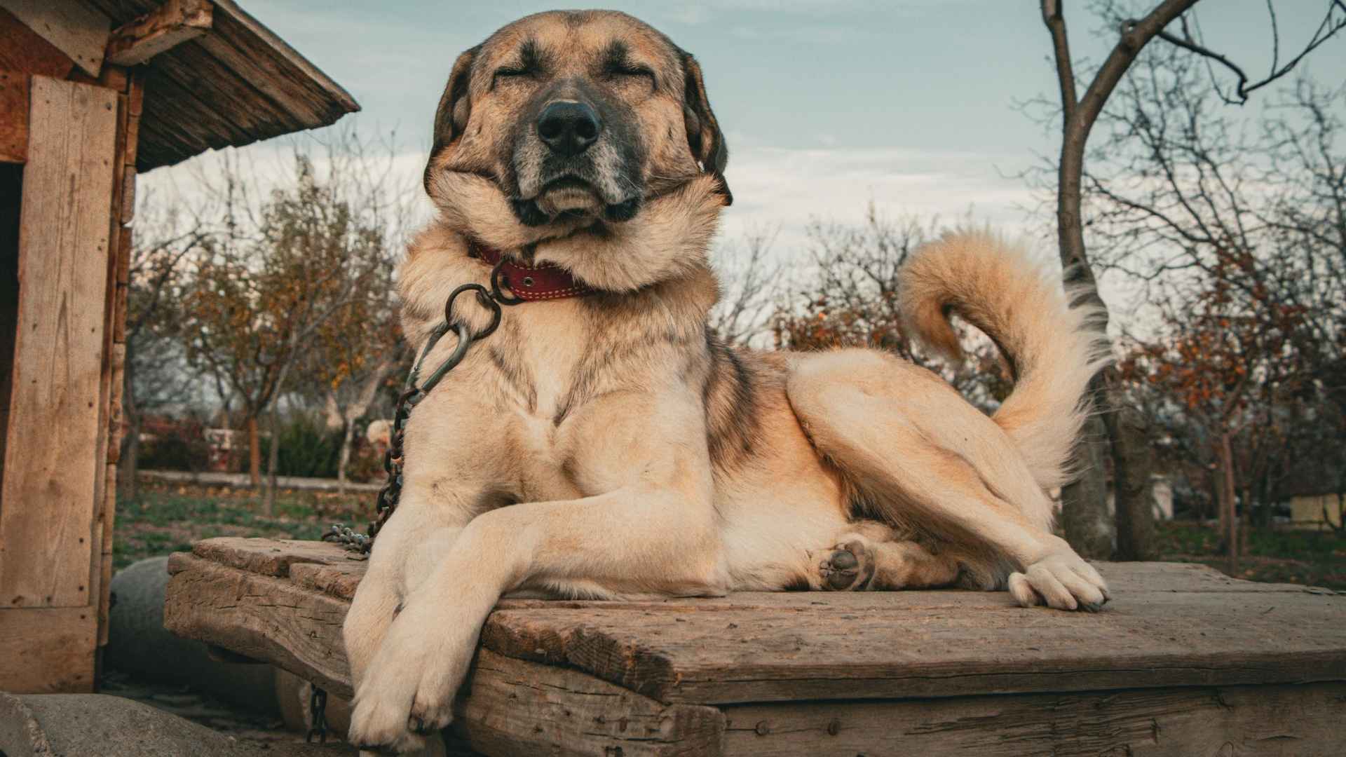 7 Bold Large Dog Breeds That Stand Tall in Every Situation