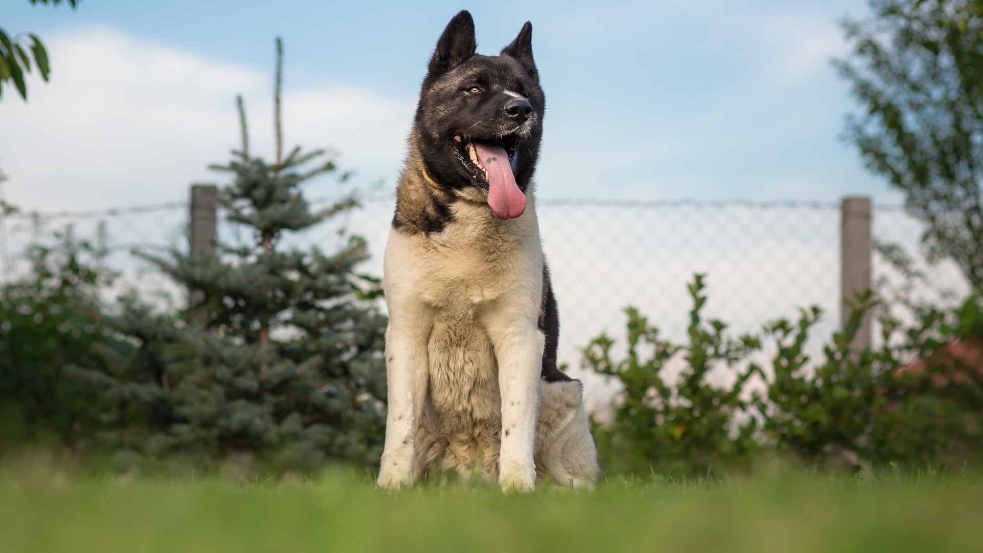 7 Brave but Gentle Dog Breeds: The Fearless Pookies