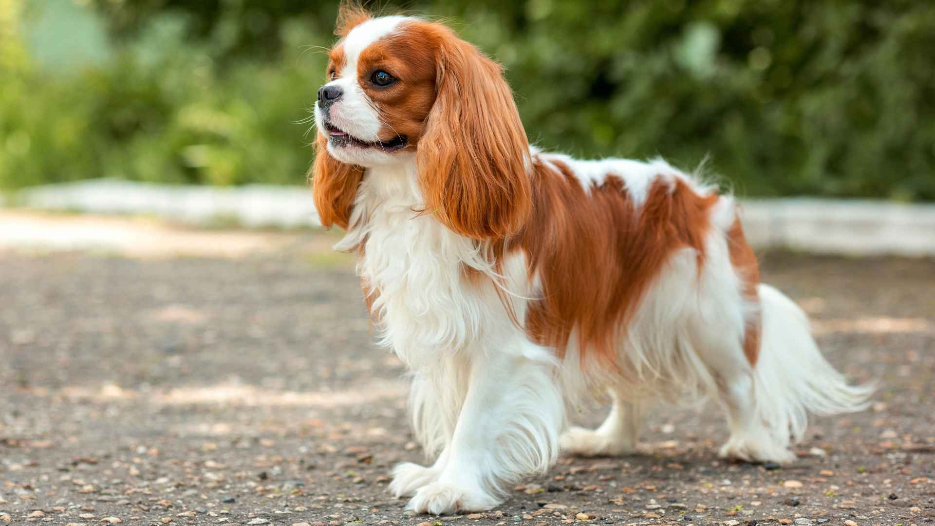 7 Calm Dog Breeds with Medium Energy: Perfect for Balanced Lifestyles
