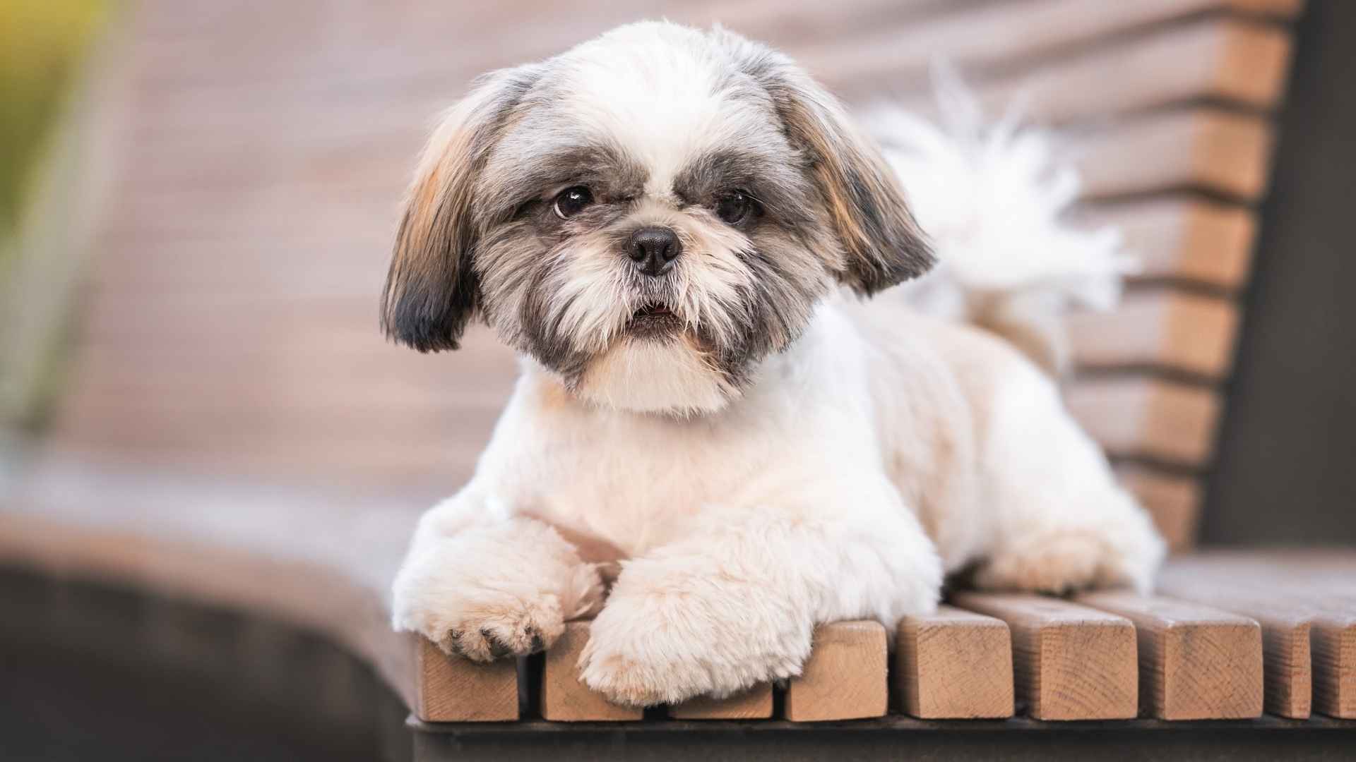 7 Calmest Dog Breeds For City Living: Quiet, Chill & Compact