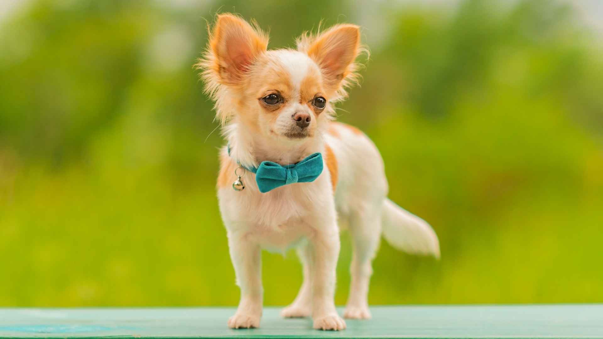 7 Cheapest Dog Breeds You Can Love on a Budget