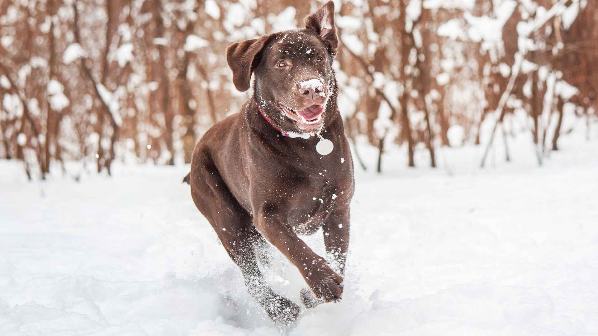 7 Chocolate Dog Breeds For Cold Weather and Snowy Days