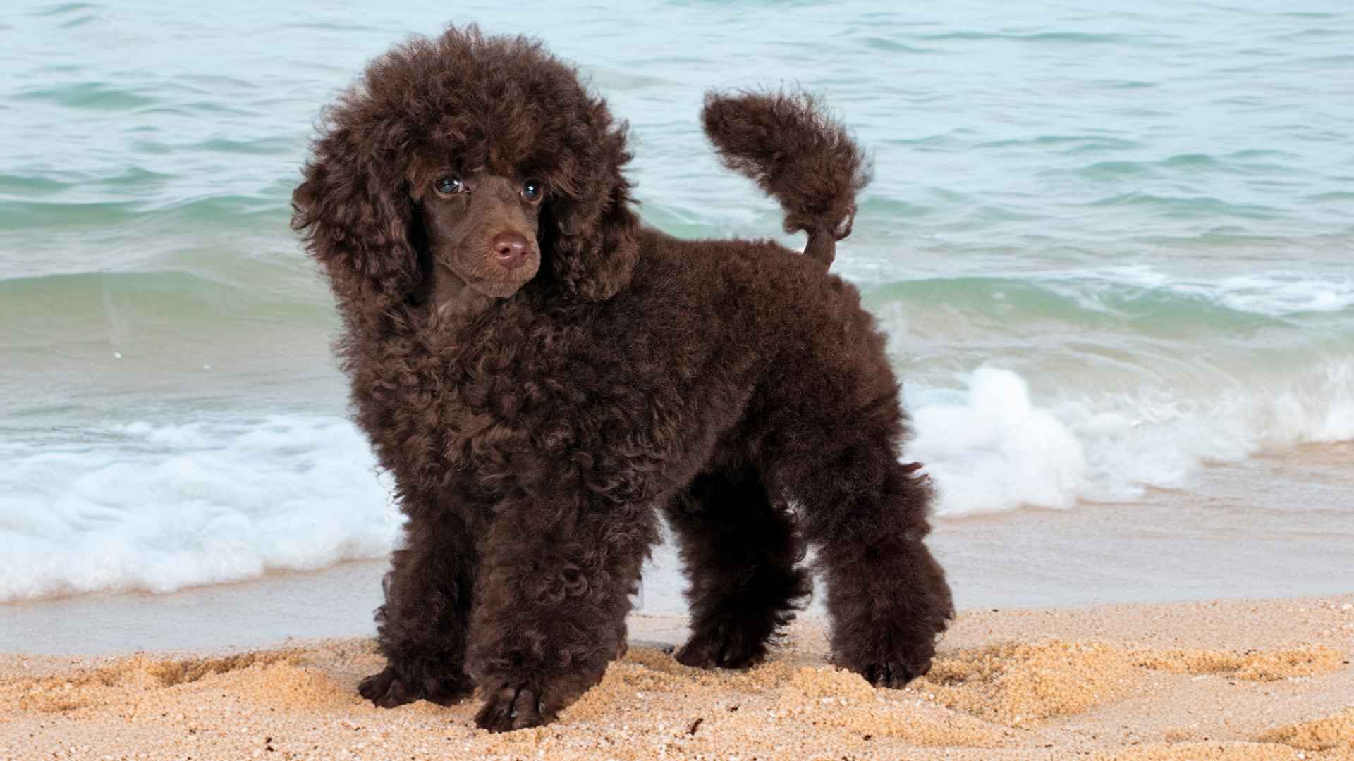 7 Chocolate Dog Breeds With Curly Tails: Sweet as Coca