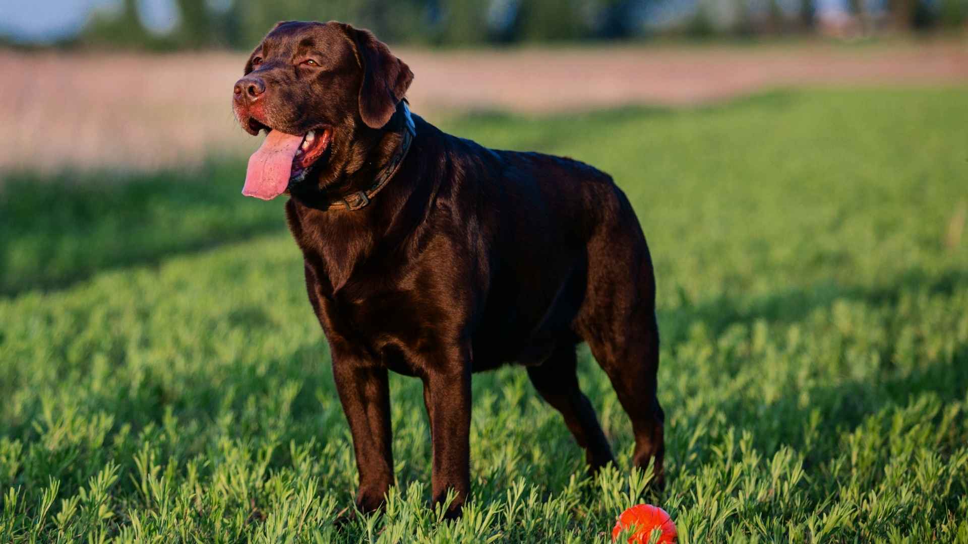 7 Chocolate Dog Breeds with Low Anxiety and Easygoing Natures