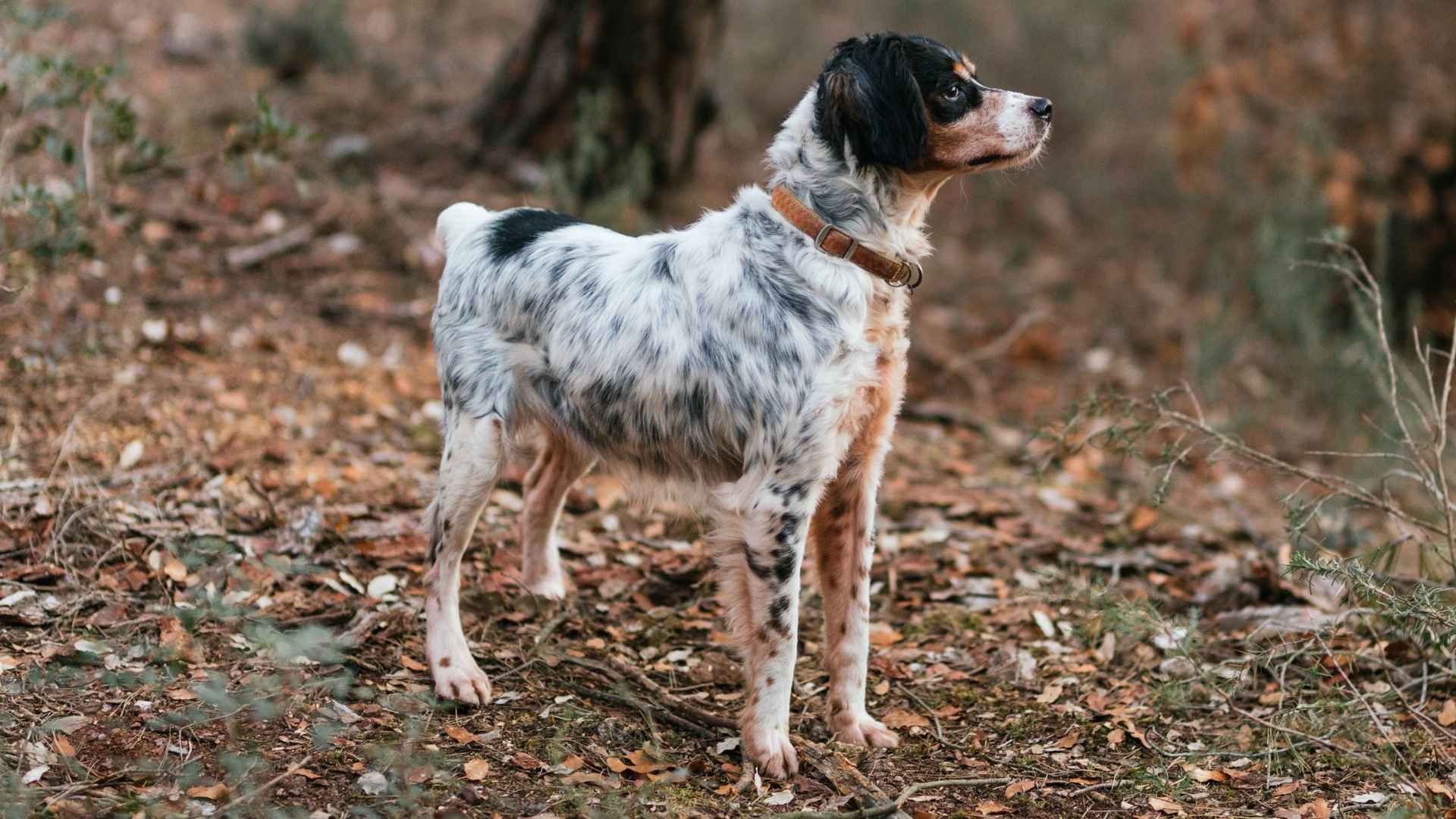 7 Clever Hunting Dog Breeds That Learn Fast and Work Hard