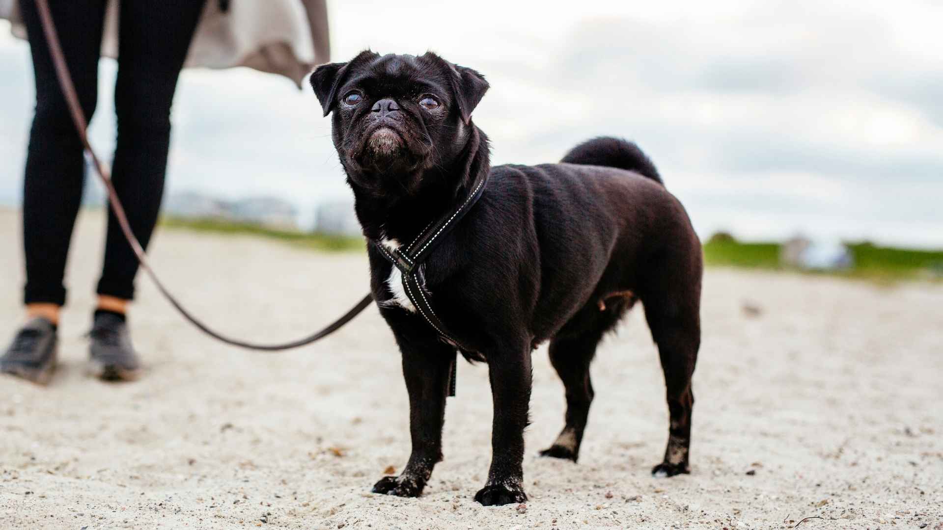 7 Curious But Non-Destructive Dog Breeds That Explore Without Causing Chaos