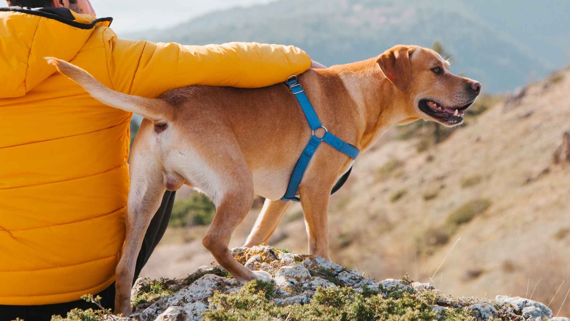 7 Destructive Dog Breeds For Hiking: What to Know Before You Go