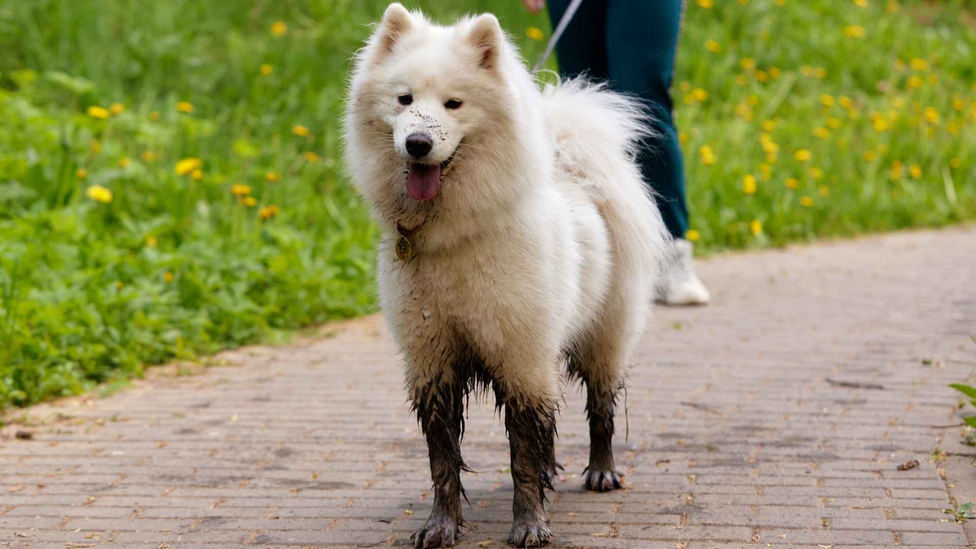 7 Dirtiest Dog Breeds That Can’t Stay Clean No Matter What