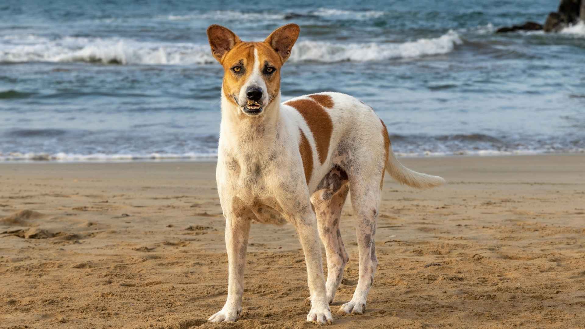 7 Distinctive Dog Breeds That Stand Out Anywhere