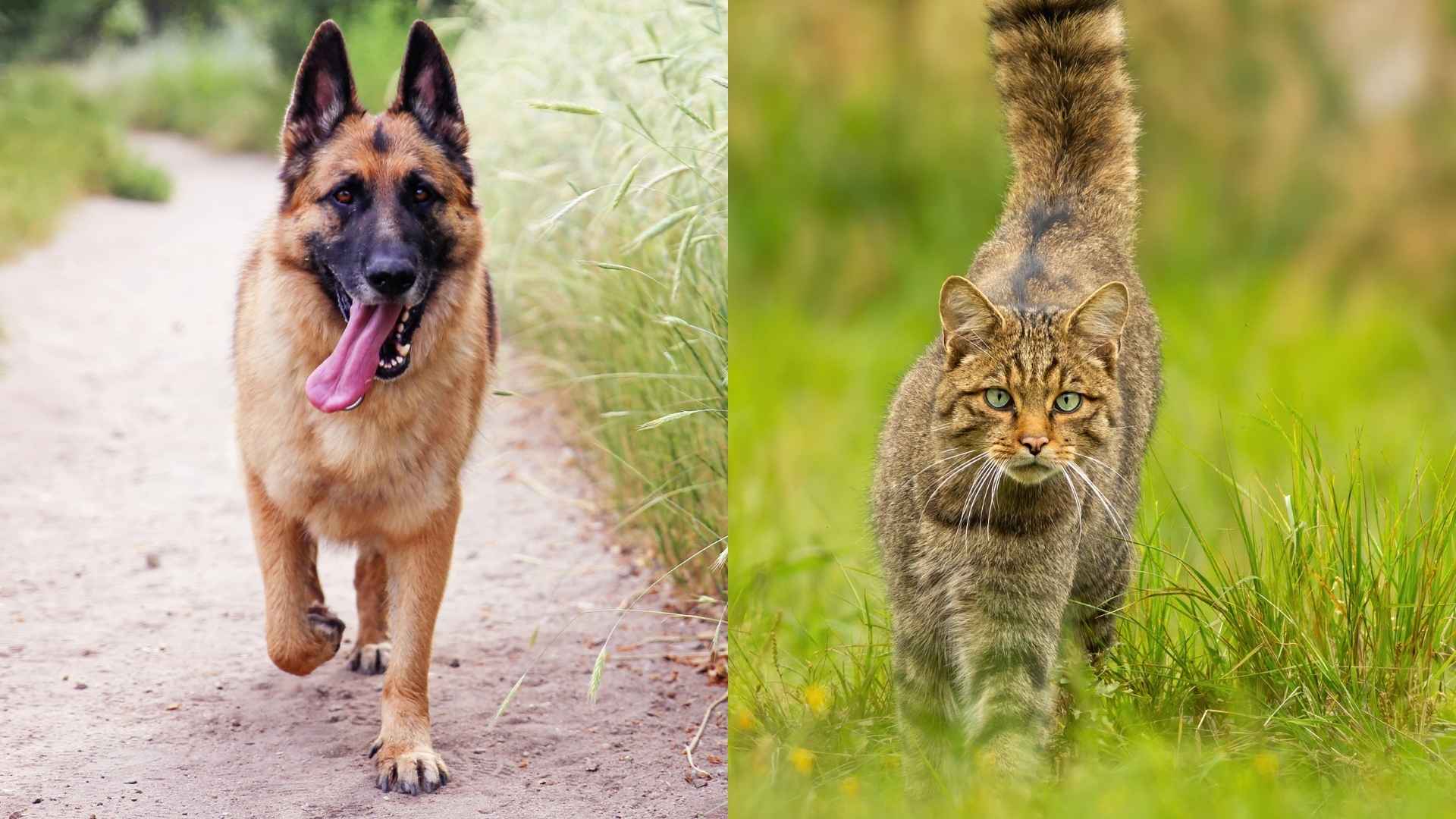 7 Dog Breeds Best for Tracking Wild Cats in Forests