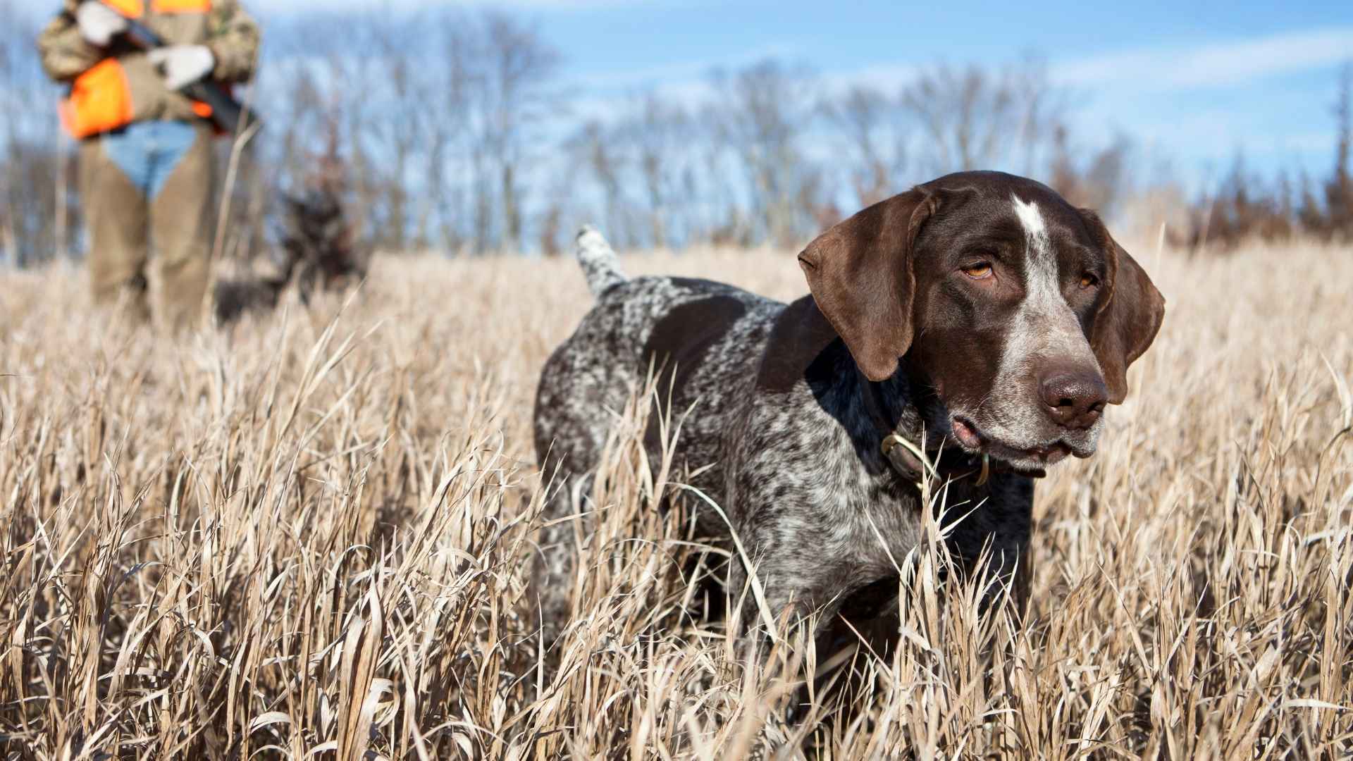 7 Dog Breeds Born To Hunt with Strong Prey Drive and Field Skills