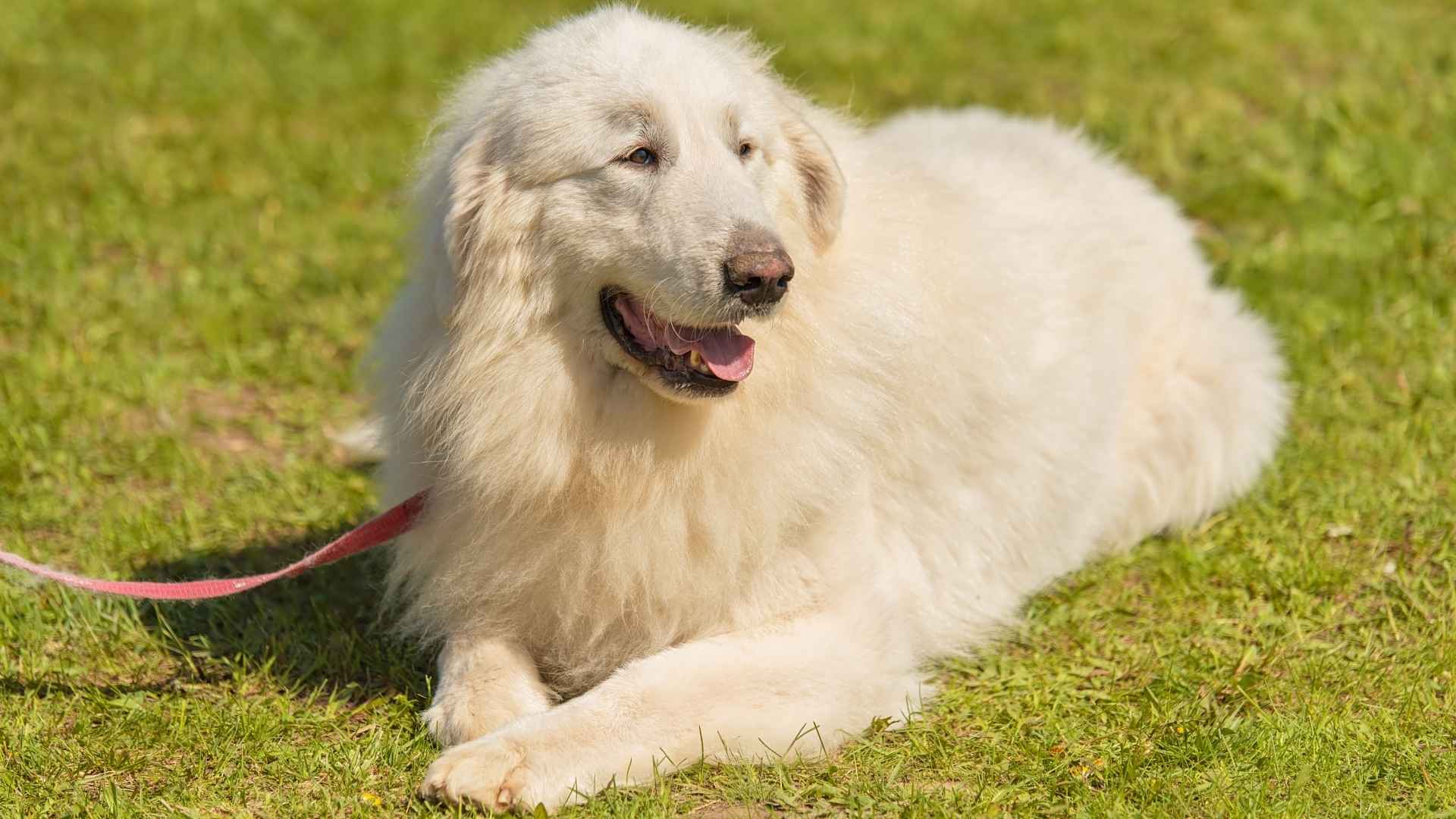 7 Dog Breeds Born with Extra Toes for Better Grip (Polydactyl Dogs)