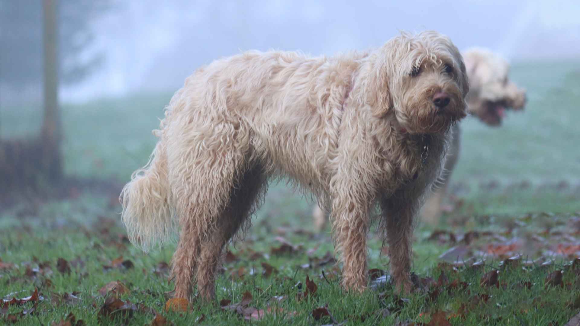 7 Dog Breeds Facing Extinction That Might Soon Be Gone