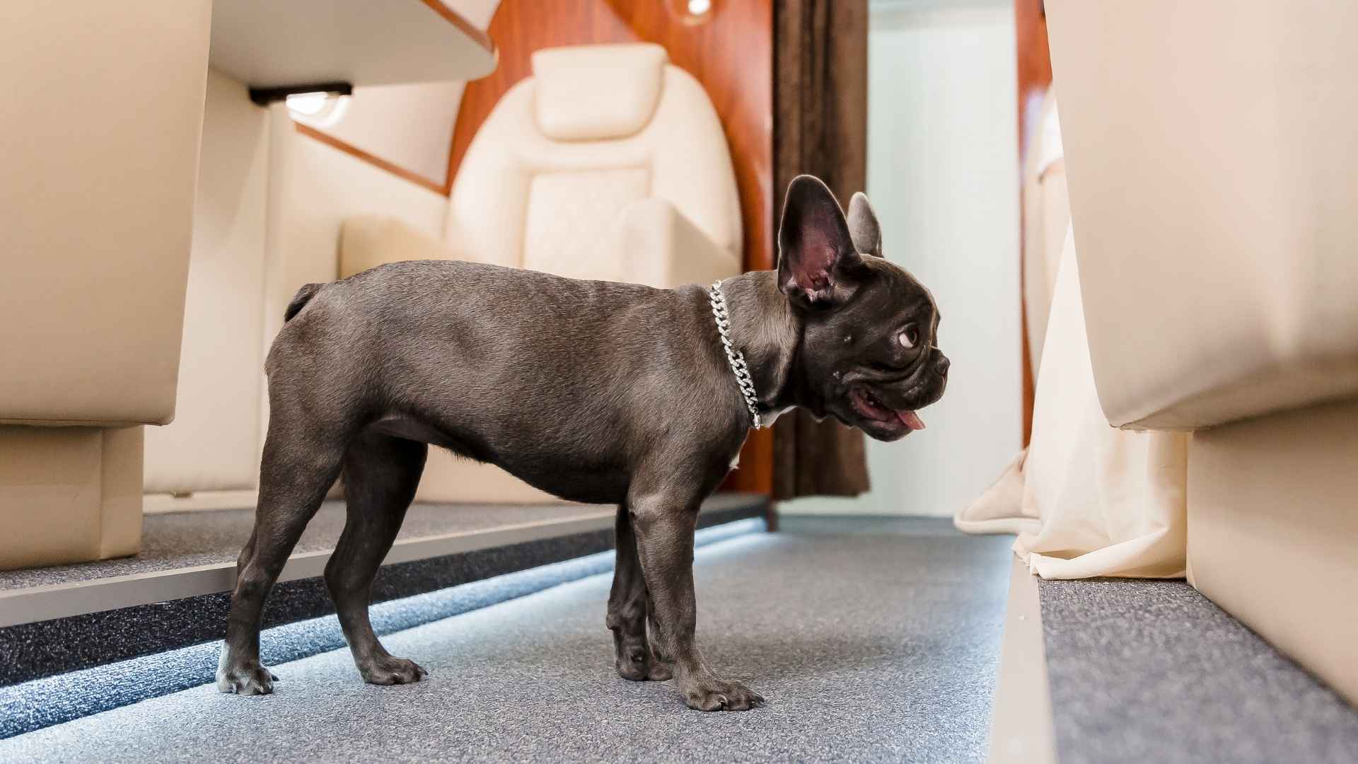 7 Dog Breeds For Airplane Cabin Travel That Fit Size Restrictions