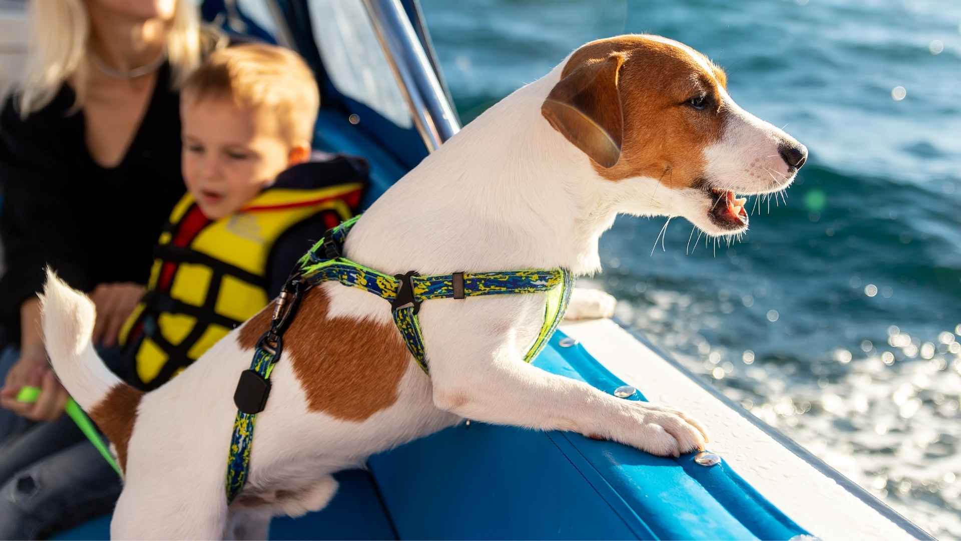 7 Dog Breeds For Boat Dwellers: Calm, Adaptable & Water-Smart