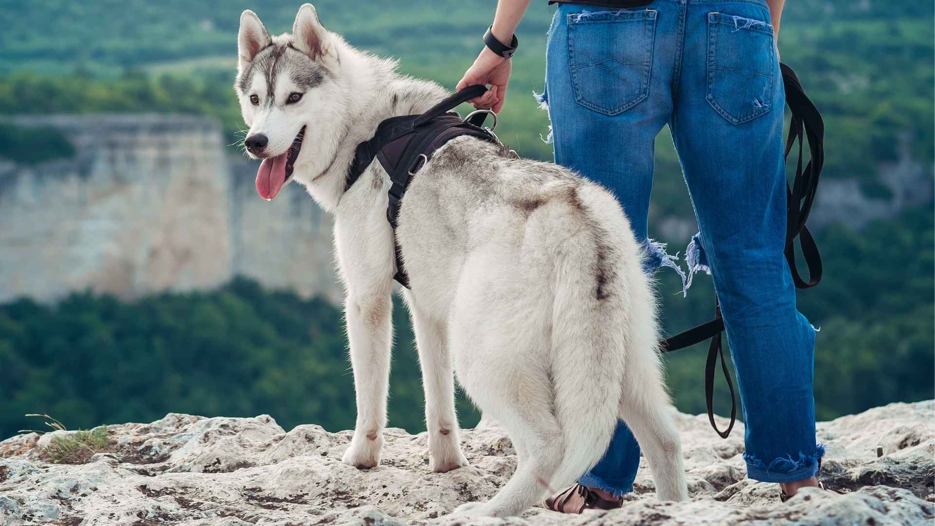 7 Dog Breeds For Cliffside Hikes: Explore Heights With Powerful Paws